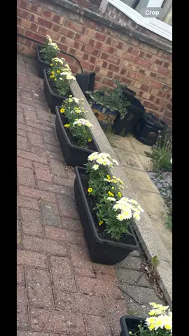 #flowers #flower #colourchange #bandq #b&q #nothappy 