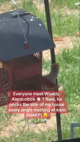 Woody, chill 🤨😒 #fyp #woodywoodpecker #woodpecker #alarm #early #bird #ornithology #birdsoftiktok #birdwatching 