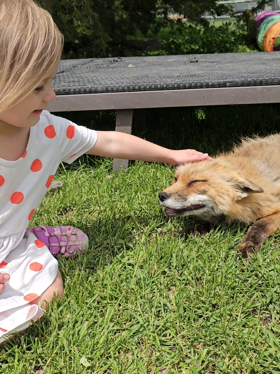 #canipetthatdog #fox #redfox #animals #saveafox #funnykids 