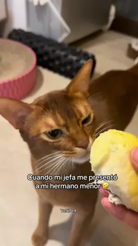 Cuando me presentaron a mi hermano menor #gatitosgraciosos #gatosgraciosos #gatosdivertidos #gatostiktok #gatosdetiktok #gatitosdetiktok #michis #humorgatuno #cosasdegatos #catlover #funnycats #funnycat #catsoftiktok #cats #gato #gatos #gatitos