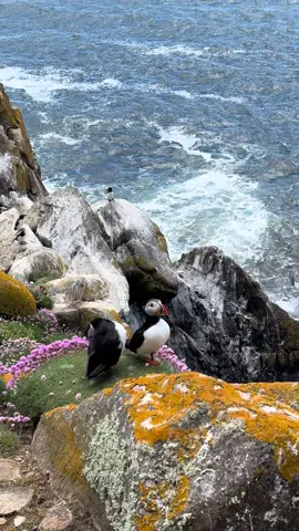 Puffin season on The Saltee Islands ☘️ #puffins #ireland #discoverireland #travel #explore 