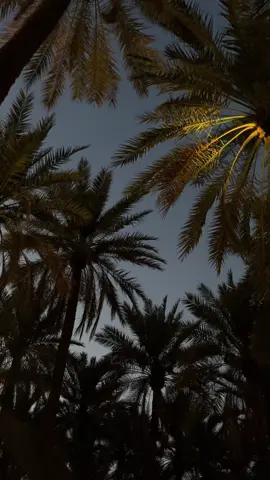 سريت ليل الهوى لين انبلج نوره امشي على الجدي وتسامرني القمرا طعس وغدير وقمر ونجوم منثوره انفاس نجد بها جرح الدهر يبرا #explore #fyp #القصيم #نجد #🌴 #🇨🇨 #ريبوست #hhhhhhh #funny #justforfun #memo  يا نجد الاحباب لك حدر القمر صوره