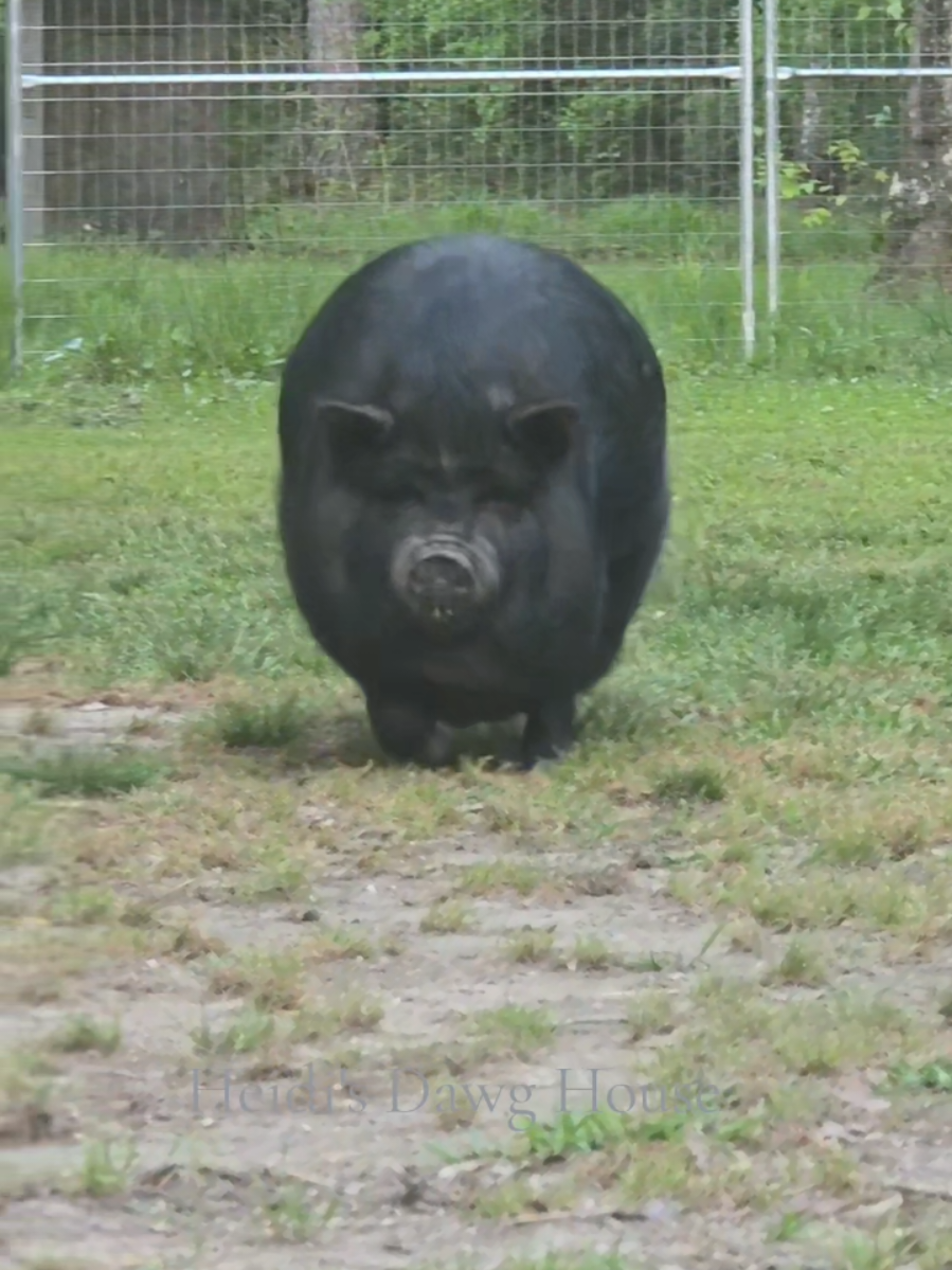 Wait for me, I have little legs!  #potbellypig #zeldathepiggy #farmtok #farmanimals #farmlife #Piggy #funny #tiktok #viral #potbelly #potbellypigs #potbellypigsoftiktok 
