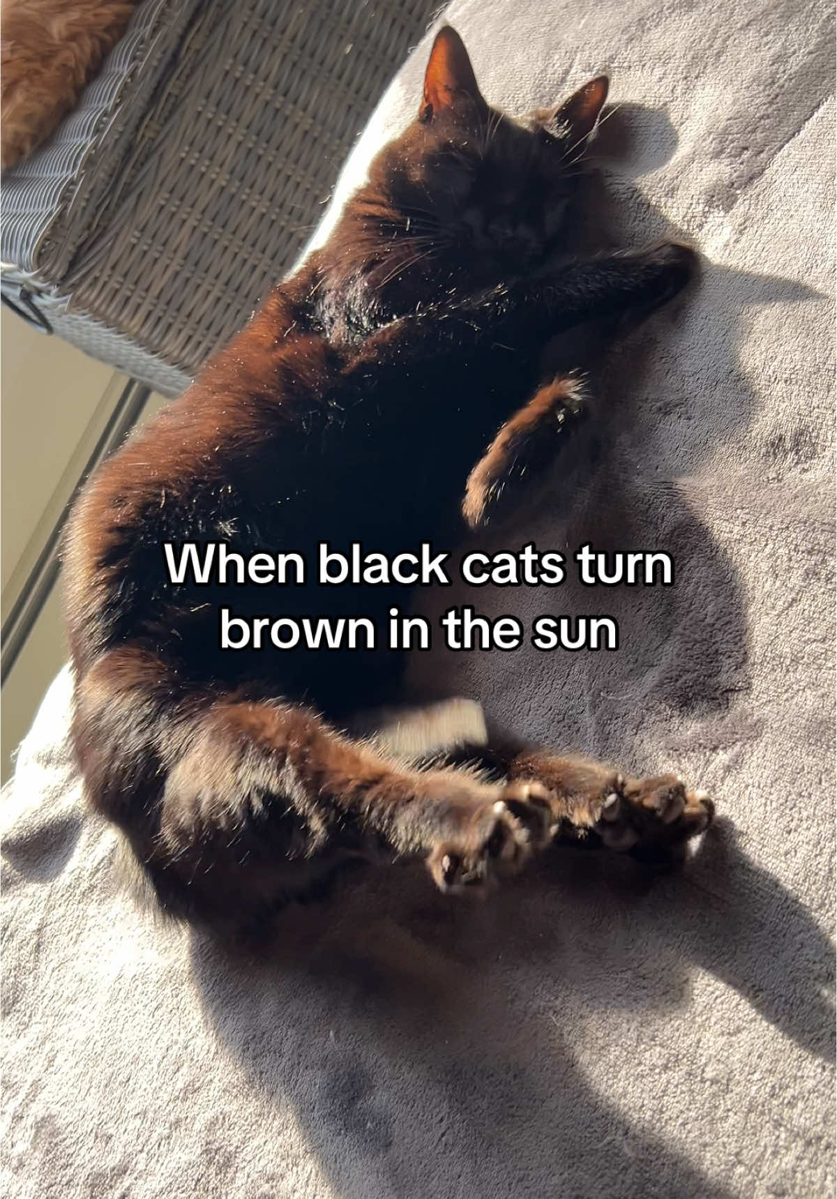Magical✨🥹 #cat #catsoftiktok #cute