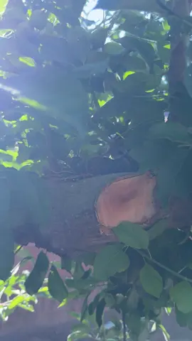 My last dove baby is about to leave the nest. There was 3 and now only one. 