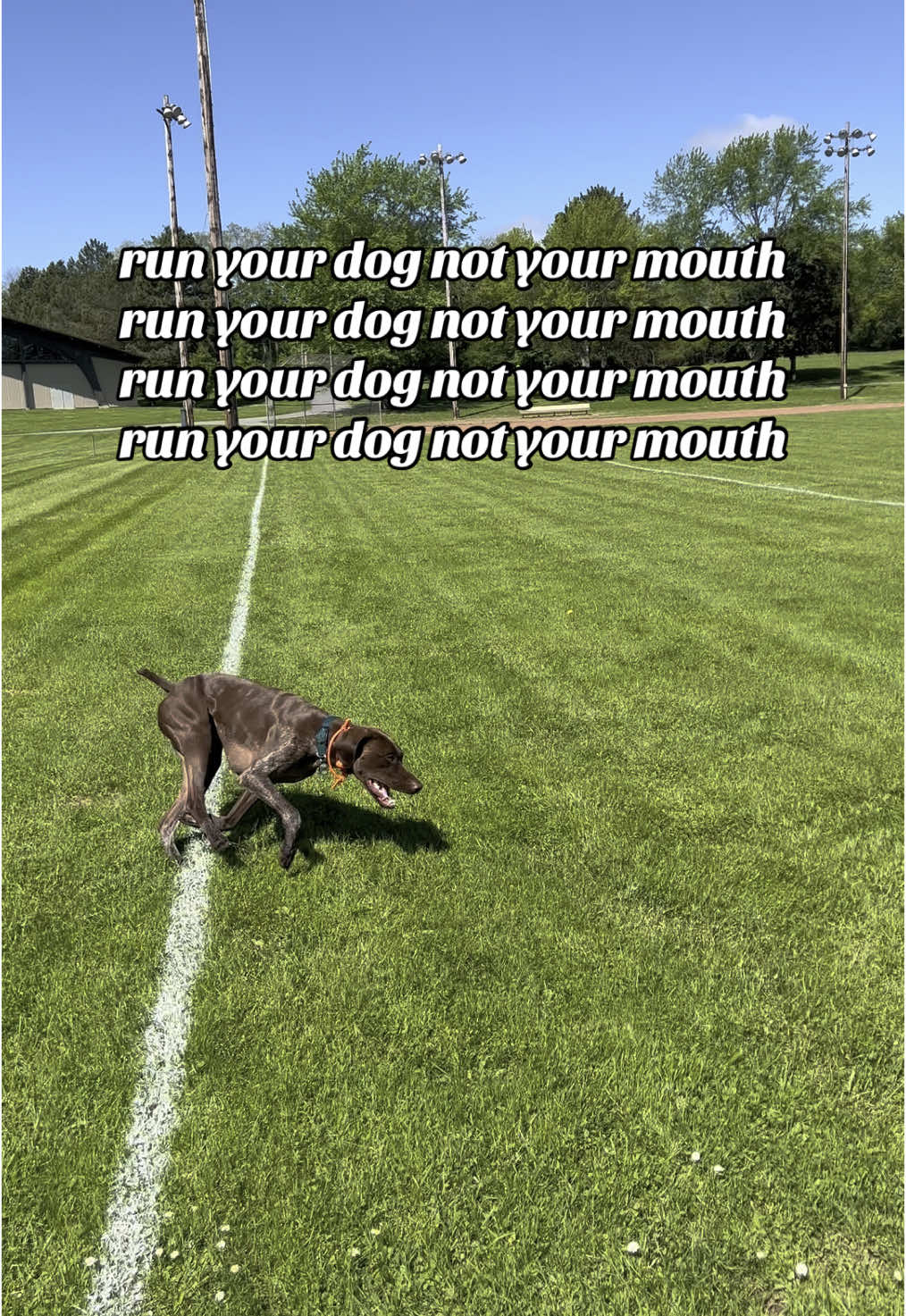I said what I said :)  • #therecanbeoneonlyyou #runyourdog #gsp #dogmom #dogtok #dogsoftiktok #gspsoftiktok #runyourdogsnotyourmouth 
