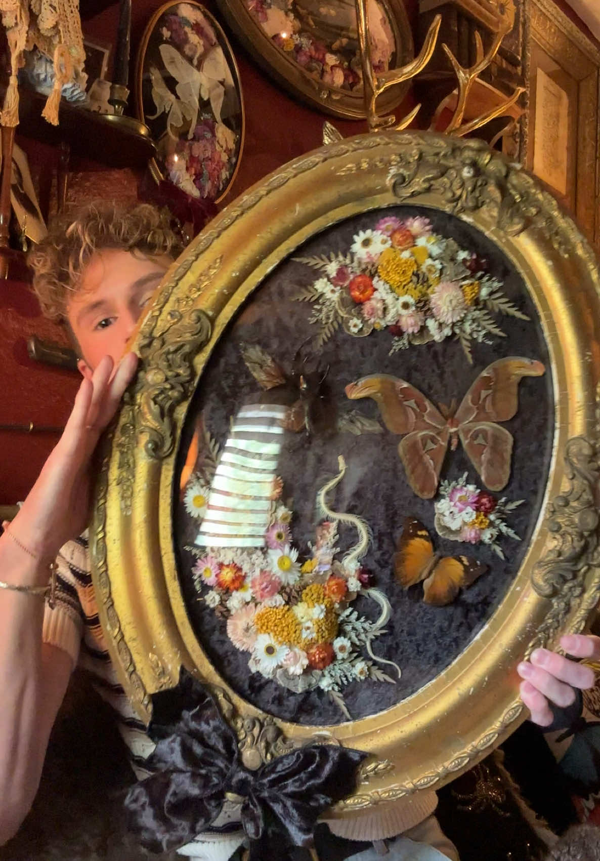 This guys BEEFY 😲 I’ve never compared it to the size of my body before 😂 and I’m 5”8’ so I’m like normal sized haha so this is HUGE! 😍 just like I like my men 😌 This piece is live in my Etsy shop! 💕  * * * #odditiesandcuriosities #curiosity #vultureculture #cabinetofcuriosities #taxidermyart #odditiesforsale #art #wunderkammer #deadthings #witchyvibes #Beatles #art #whimsicalart #handmade #whimsy #magical #artist #fantasy #magic #nature #Atlasmoth #vintage #Snakeskeleton #artistsoninstagram #florals #creepy #bohemoth #oddity #taxidermy