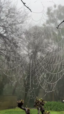 🌀 #spiderweb #nature #rain #forest #cottagecore #fairycore #aesthetic #whimsical #art #natural 