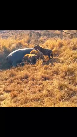 Bye bye hyena☠️ The king has arrived👑 #lion #animals #wildlife #nature #zoology #damage #foryoupage #lionedit #lions #documentary #lionworld #zoo #foryou #fyp #9 