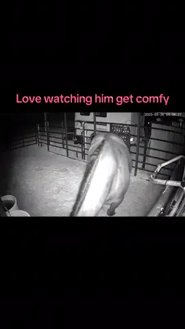 Dream time 🛌 #florida #horses #horsesoftiktok #horsetok #horsegirl #blackhorses #quarterhorse #blackhorse #blackhorsesoftiktok 