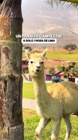 El fin de semana descubrí este Club Campestre en Pachacamac. El lugar se llama Ranch Pachacamac y en el FULL DAY podrás hacer:  • Parapente • Picnic • Fogata • Cine al aire libre • Masajes • Cuatrimotos • Piscina • Restaurante y bar. Todo esto rodeado de áreas verdes. . . . . #peru #vacaciones #verano #viaje #viajes #viajeros #pachacamac #naturaleza #hotel #paseos #Lifestyle 