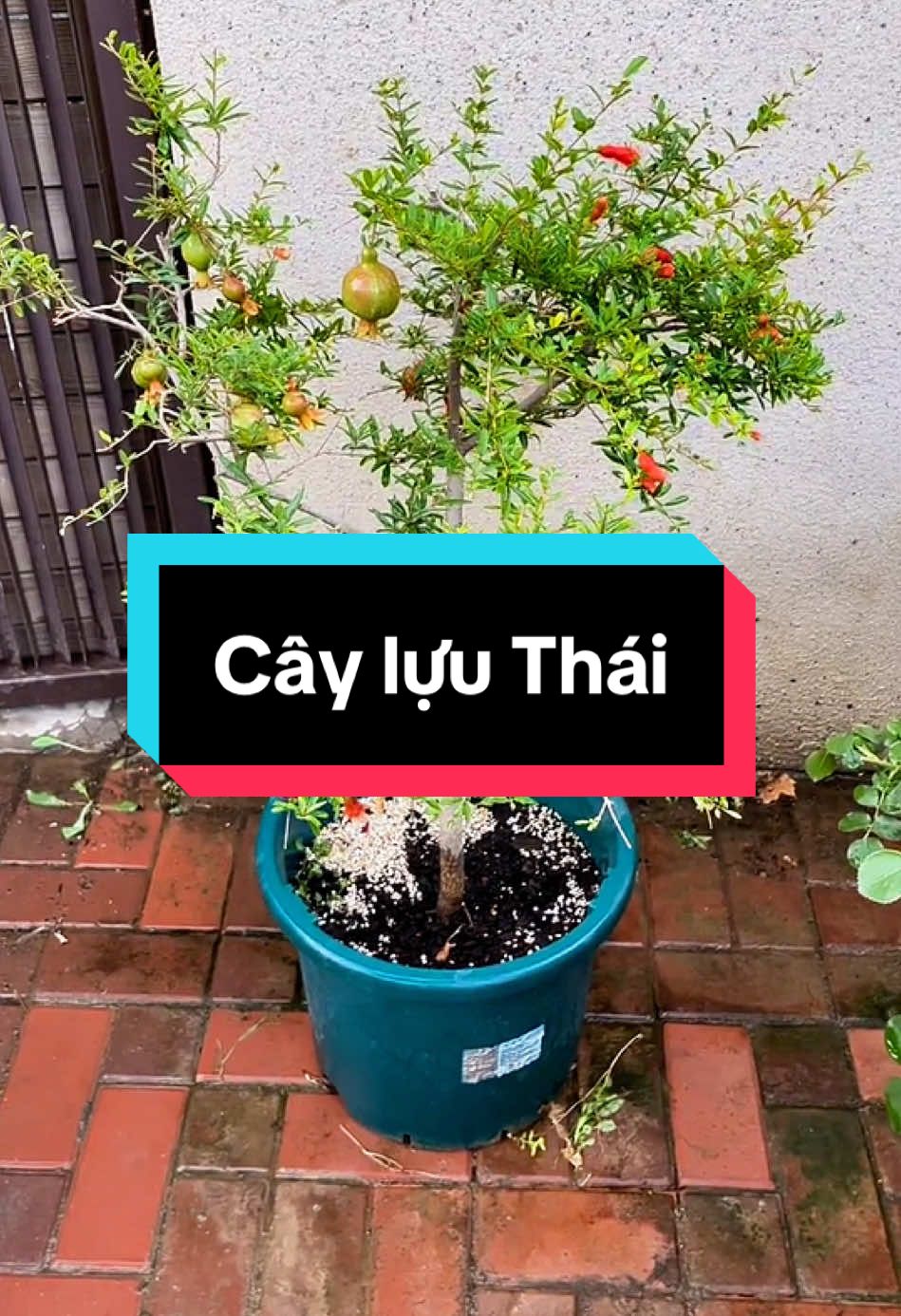 Lựu Thái trồng chậu nhìn cưng lắm,làm cây cảnh được luôn nha #taphoadaury #cayluu #cayluuthai 