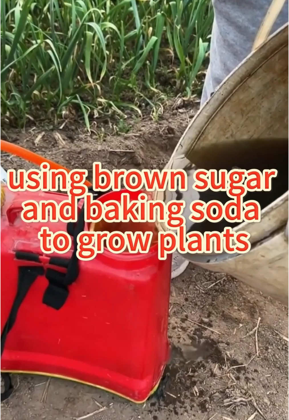 Using brown sugar and baking soda to grow vegetables #gardeningtips #garden #gardening #gardeninghacks #plantlover #plant #agriculture #planting #planttips #gardentok #PlantTok #farm #plants 