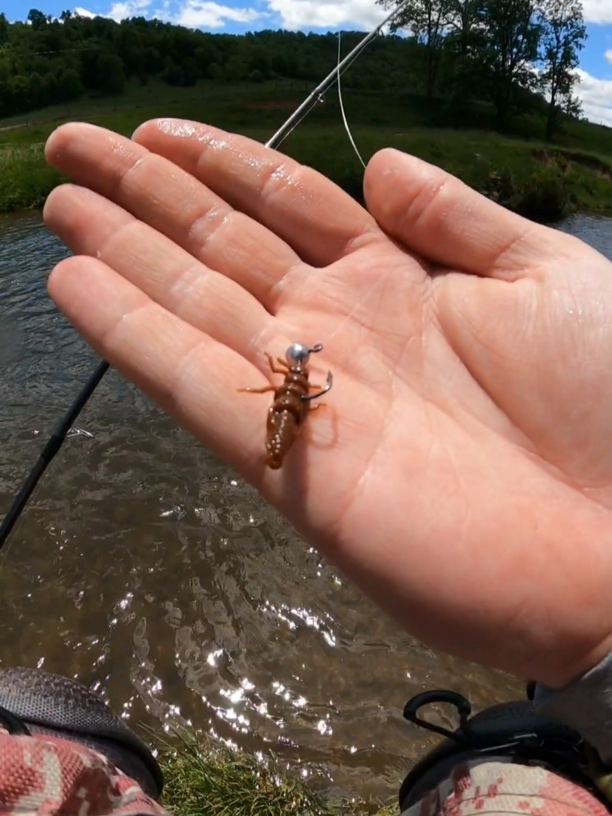 Grassy Bank Slayer 🎣 #jesus #godisgood #nrvbaits #trout #fish #creek #bigfish #rainbowtrout #lurefishing #SmallBusiness #Outdoors #catchandrelease #contentcreator #softplastics #hellbendernets #spinningreel #fishing #troutfishing #fyp #foryou #viralvideo #millionactsoflove #tiktokshop #tiktokpartner #fypシ #fypage #fishtok #creekbugz #trendinghashtag 