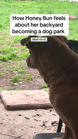 She’s a good sport most of the time! #lol #crazydog #funnydog #petlover #rescuedogs 