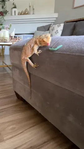 he doesn’t play around about horn worms 😋    #beardeddragon #beardiesoftiktok #beardie #hornworms 