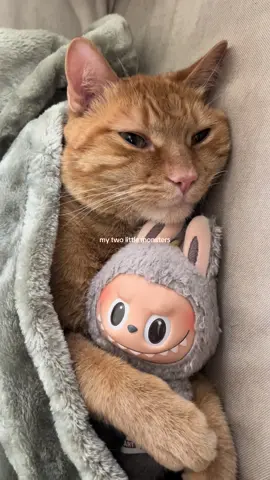 the cutest #orangecat #labubu #catsoftiktok #cattok 