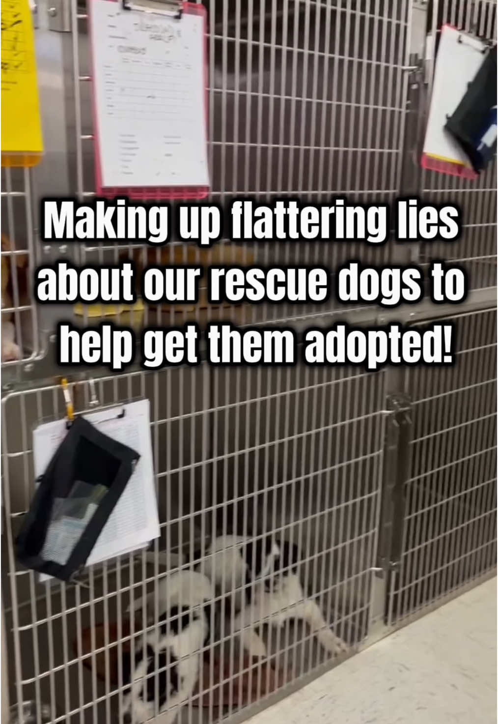 Believe it or not, these facts might be true 🤷‍♀️ #CapCut #adopt #adoptdontshop #rescue #dog #foryoupage #dogtok #dogsoftiktok #northcarolina #rescuedog #fyp 