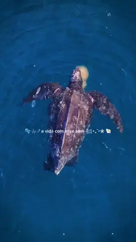 achando simplesmente incrível essa música!  #biologiamarinha #sea #ocean #marinebiology #animaisnotiktok #biologia 