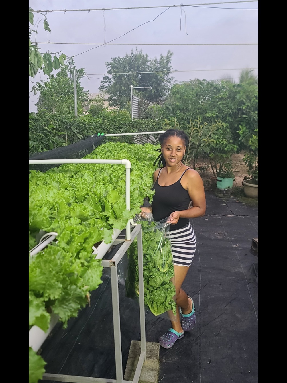 #FYI #serenitygardens #trinidad #organic #trini #urbanfarmer #sdgs 