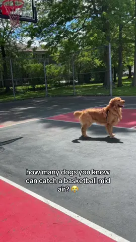 Air Bud irl #goldenretriever #goldenretrieverlife #goldenretrieverpuppy #basketball #fyp 