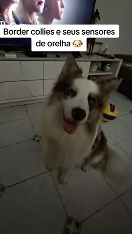 O seu border collie também tem sensores de orelha. #bordercollie #cachorro #trend #dog 