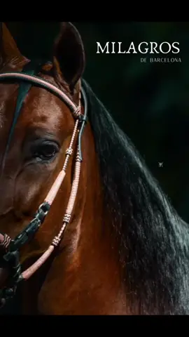 #caballoscolombianos #colombia #viral #parati #tictok #lacaballadacolombia #criaderoelpalmar #caballocriollocolombiano somos amantes del caballo criollo colombiano …🐴🐴🐴