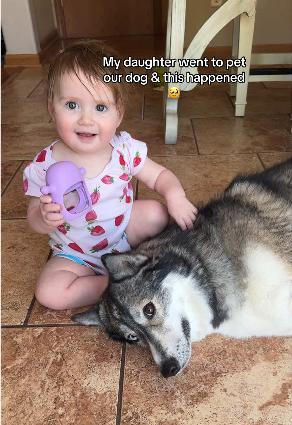I was NOT prepared. 🥹 #dogsoftiktok #dog #dogs #familydog #husky #huskies #huskytok #huskiesoftiktok #dogtok #babytok #babies #baby #babiesoftiktok 