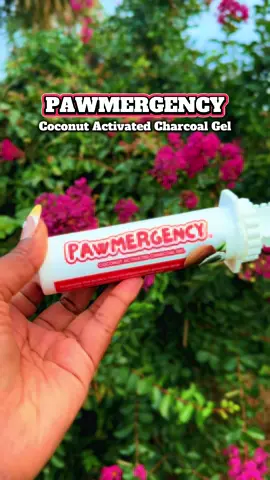 🆘: PAWMERGENCY The pet parent must-have! 🐾 When your dog or cat eats something they shouldn’t — this coconut-based activated charcoal gel helps absorb toxins FAST. 💨 @PetlyPet  ✔️ Vet-recommended ✔️ Gentle on tummies ✔️ Fast-acting support ✔️ Great for food, plants, meds & more Keep it in your pet first-aid kit — because peace of mind = priceless. 🐶🐱💛 #Pawmergency #PetFirstAid #PetParents #ToxinSupport #DogMom #VetApproved #PetSafety