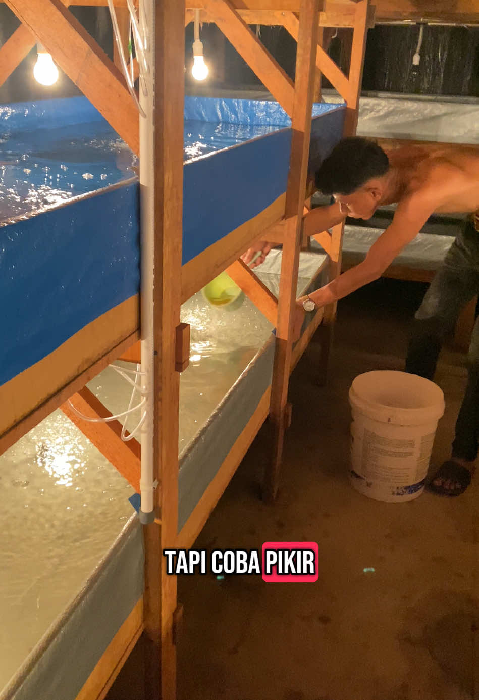 Part 9 ngasih makan ikan #fyp #fypシ゚viral #bibitikanpatin #peternakmuda #semuaorang #semangat #motivasihidup #bibitpatin1inci #fyppppppppppppppppppppppp #ikanpatin 