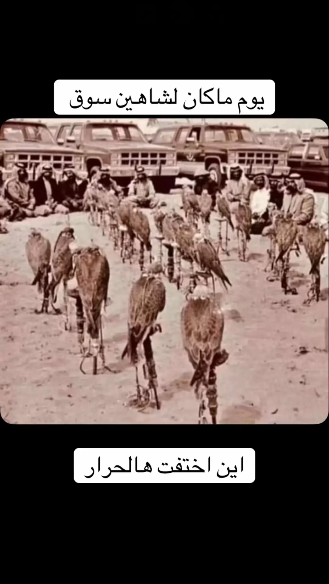 #طواريح_الشمال #قوانيص_الشمال #مقناص 