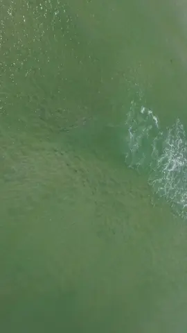 Horrible conditions to fly but you got the idea! Fish are here, go catch em. #stripedbass #bluefish #summerfishing 