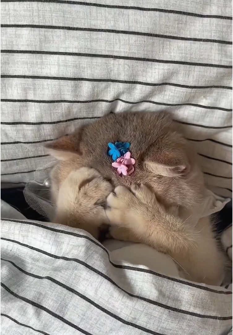 #cat #mycat #followme #cute #pet #follow #beautiful 