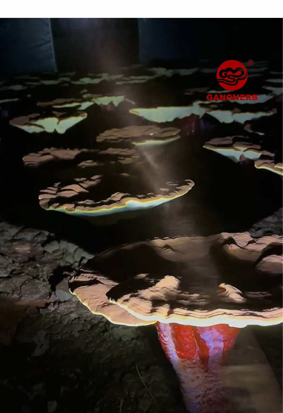 Why do people care so much about Reishi spore powder? #mushrooms #reishi #reishimushrooms #ganoherb 