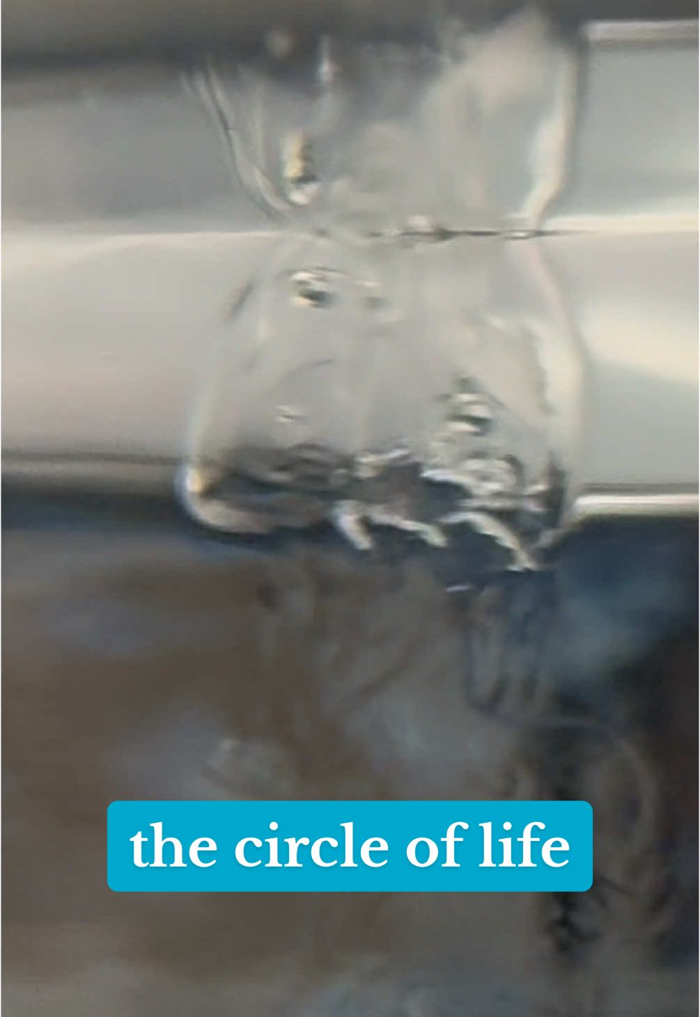 The Water Cycle #tennisgazelle #circleoflife || also it sounds like she says “it’s wet and small”