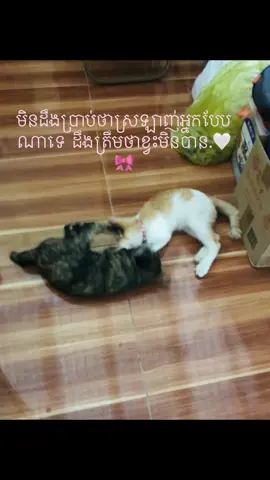 ដឹងត្រឹមថាខ្វះមិនបាប.🥹🎀