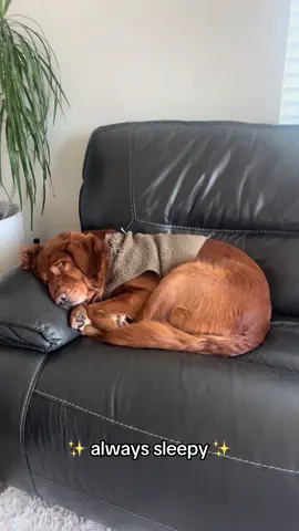 Adorable sleeper doggo #foryoupage #fyp #dog #dogs #goldenretriever #dogsoftiktok #animals #animal #pet #pets #PetsOfTikTok #goldenretrieverlife #adorable 