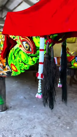 Lão hổ CHAMPA 🐅#ghengosoctrang #ghengochampa 