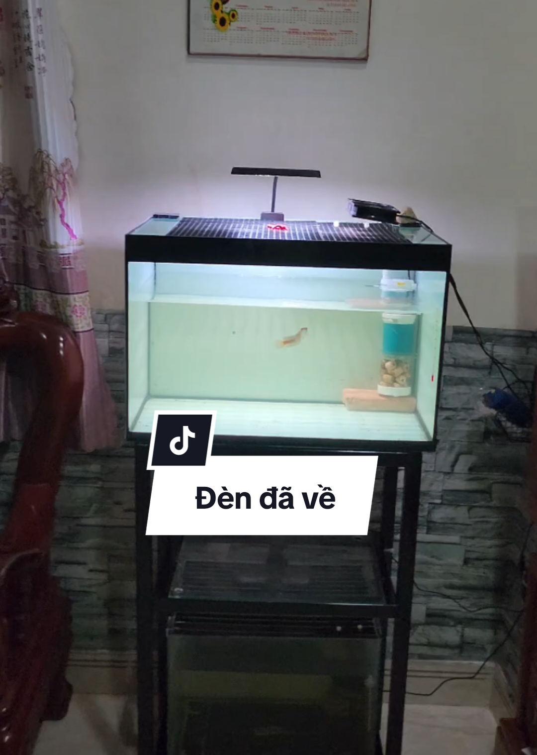 đèn đã về #datdungduafish 