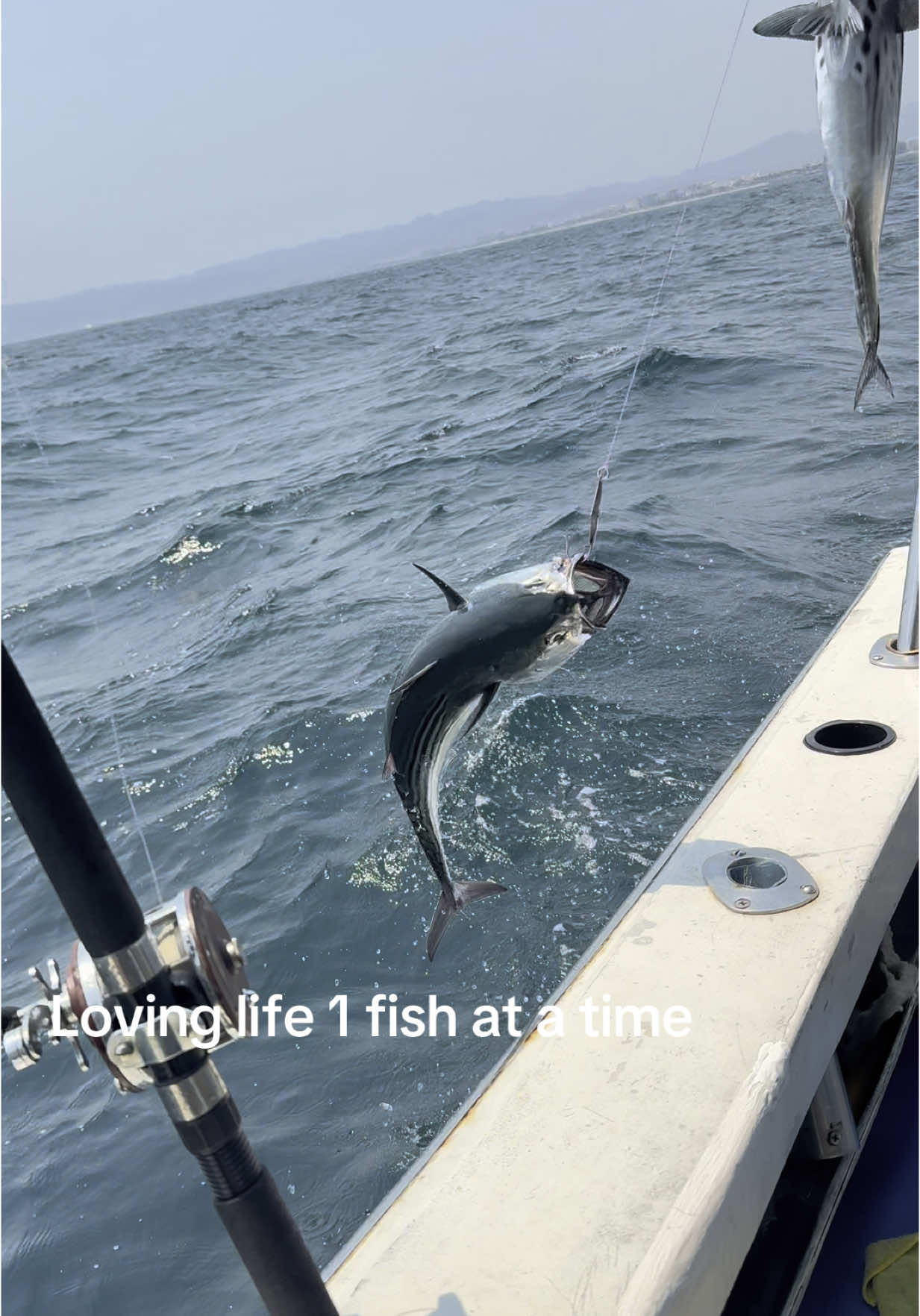 Double the fight, double the fun! Reeling in two tuna at once in Puerto Vallarta — this is what fishing dreams are made of! @naneee999  #PuertoVallarta #TunaFishing #FishingLife #DoubleCatch #OceanAdventure #CatchOfTheDay #FishingVibes #DeepSeaFishing #ReelItIn #VacationGoals