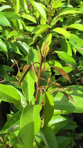 Phun phân bón gì cho cây đi đọt