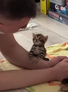 Cat ,owner,love ❤️❤️#usa🇺🇸 #fyp #foryou #usa_tiktok #cat #owner #Love #pets #catandowner 