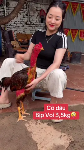 Dâu này có 3,5kg thôi ạ😆 Bịp Voi HD 😬#oanhkemhd 