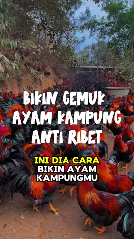 Nutrisi meningkatkan pertumbuhan dan produktivitas ayam kampung! Mampu menjaga imunitas daya tahan dari serangan penyakit dan menambah nafsu makan. Beli sekarang mumpung lagi promo!