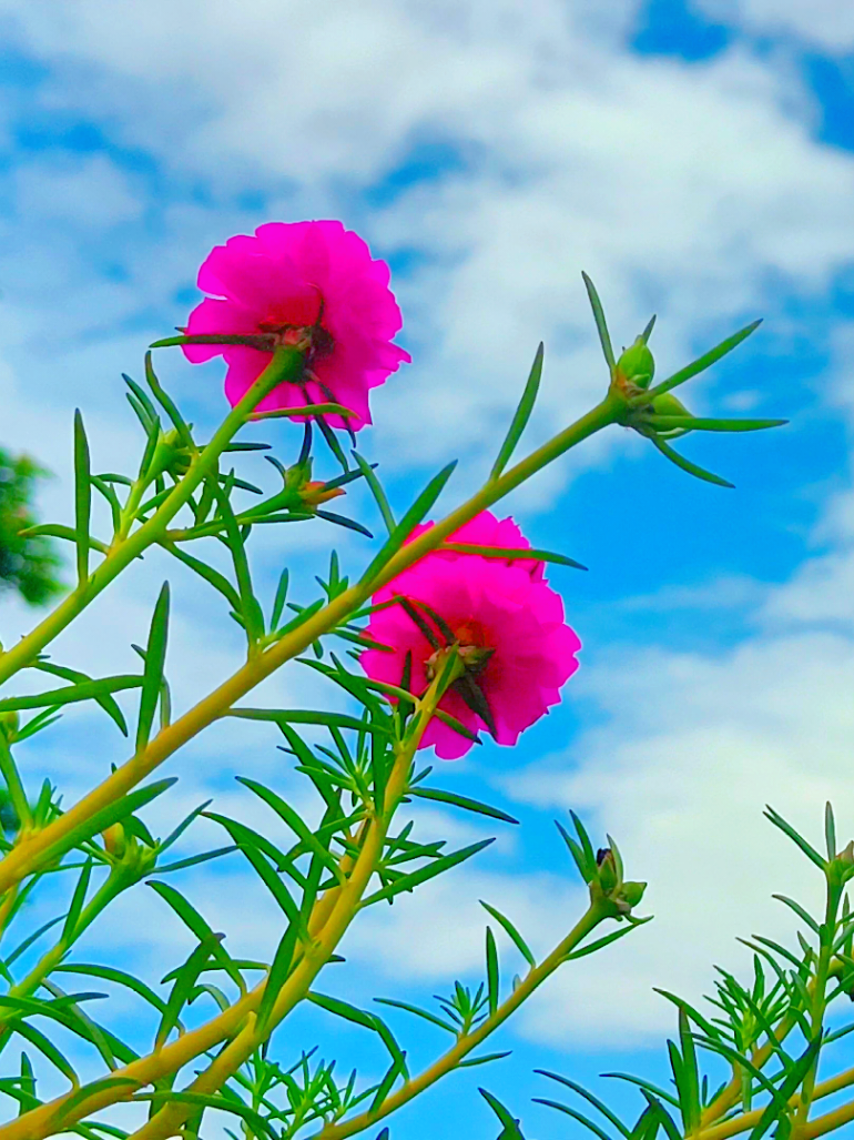 ফুলের  সৌন্দর্যের কাছে কোন কিছু তুলনা হয়'না 