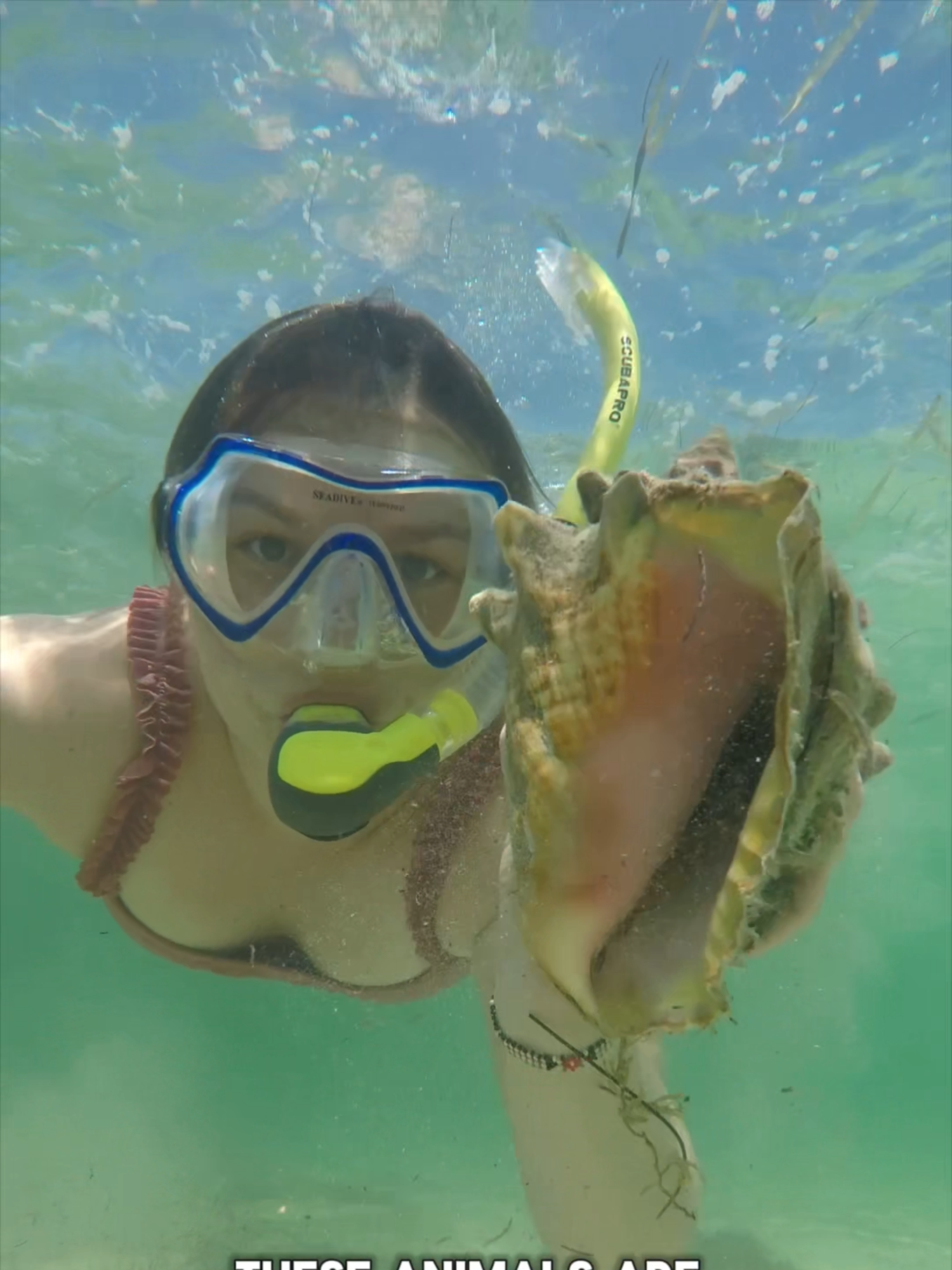 Have you ever seen shells so big?? #queenconch #bahiahonda #floridakeys #travelvlog #dayinthelife
