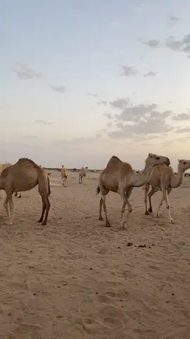 على صوت راعيها #ماشاءالله_تبارك_الله #اكسبلورexplore #عبدالعزيزالعتيبي⚔️🐪 ##الادالقثامي_العتيبي_عسكر_البارود🔥 #مزاين_الابل_رماح_الصياهد🤍 #لايك__explore___ 