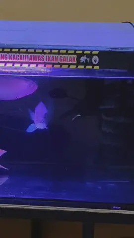 #redtailcatfish RTC dikenal sebagai predator yang tangguh dan memiliki nafsu makan yang besar