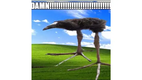 #pukeko #bird #daamm #meme #memes #fyp #fypage #fy #fypシ #viral #funny #funnyvideos 