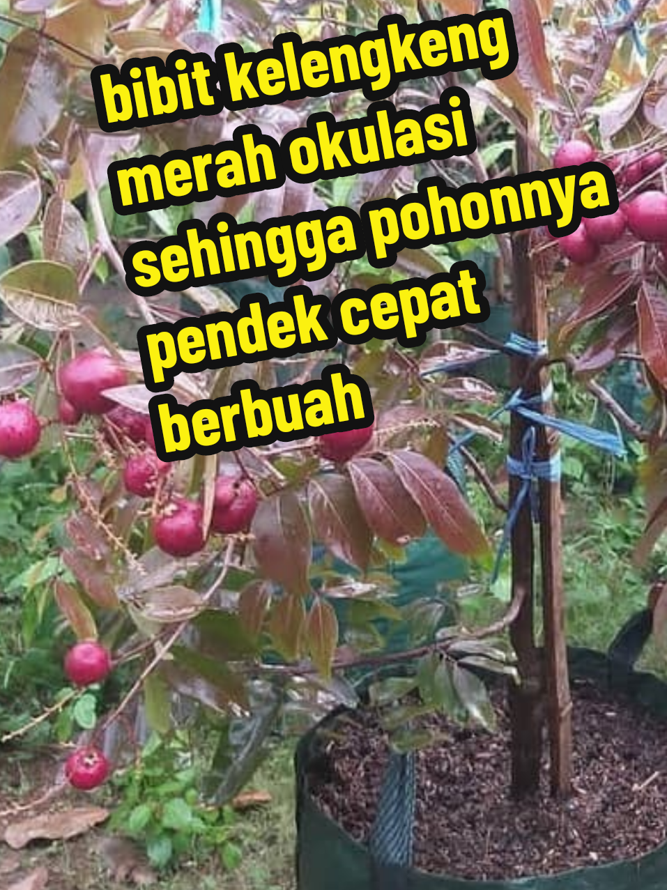 bibit kelengkeng merah okulasi sehingga pohonnya pendek cepat berbuah #bibitunggul #bibit #bibitberkualitas #bibitokulasi #bibitkelengkeng 